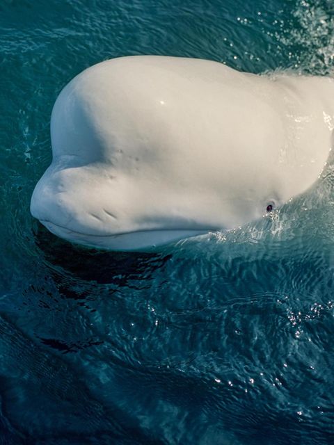 Belugas machen einen stets gut gelaunten Eindruck. Doch das liegt allein an ihrer Physiognomie. Was wirklich in den intelligenten, empfindsamen Tieren vor sich geht, das können wir nur erahnen
