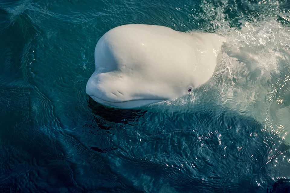 Belugas machen einen stets gut gelaunten Eindruck. Doch das liegt allein an ihrer Physiognomie. Was wirklich in den intelligenten, empfindsamen Tieren vor sich geht, das können wir nur erahnen