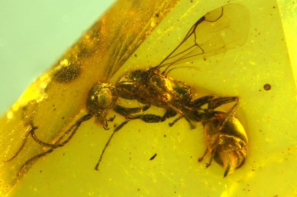 Insektenforscher haben eine bislang unbekannte Wespenart in einem 100 Millionen Jahre altem Bernstein entdeckt. Foto: Brazidec e
