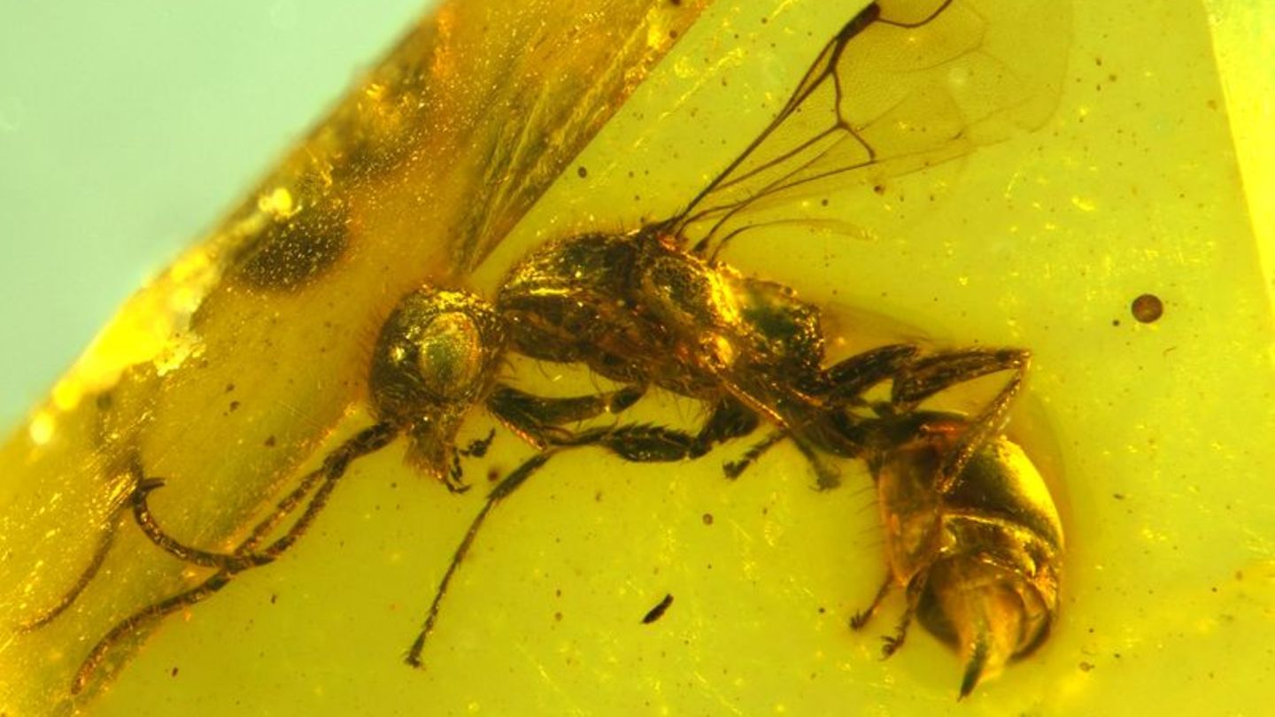 unbekannte Wespenart in einem 100 Millionen Jahre altem Bernstein