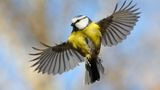 Blaumeise im Flug