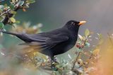 Amsel