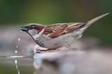 Haussperling im Wasserbad