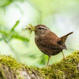 Zaunkönig beim Nestbau