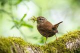 Zaunkönig beim Nestbau