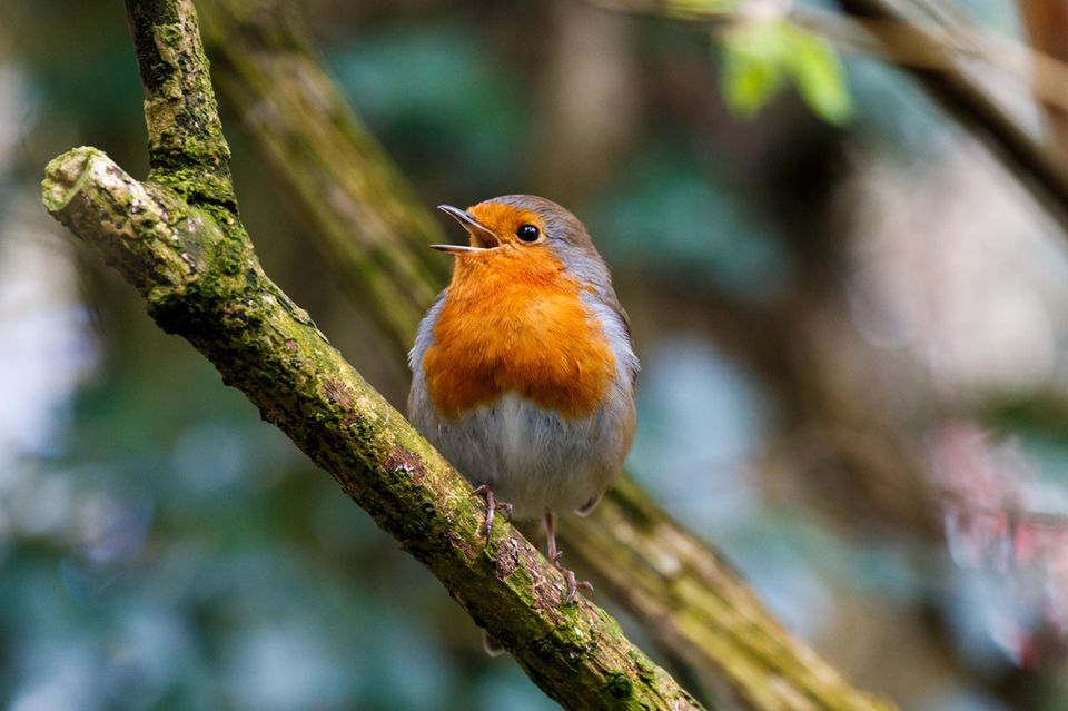 15 Heimische Gartenv gel Die Sie Kennen Sollten GEO 