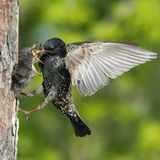 Star füttert seine Jungen