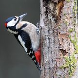 Buntspecht am Baumstamm