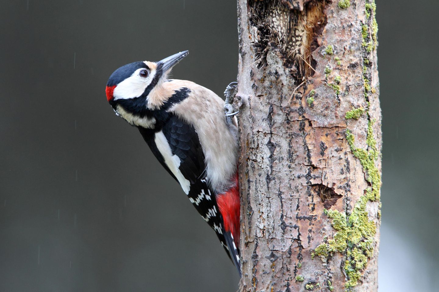 Buntspecht am Baumstamm