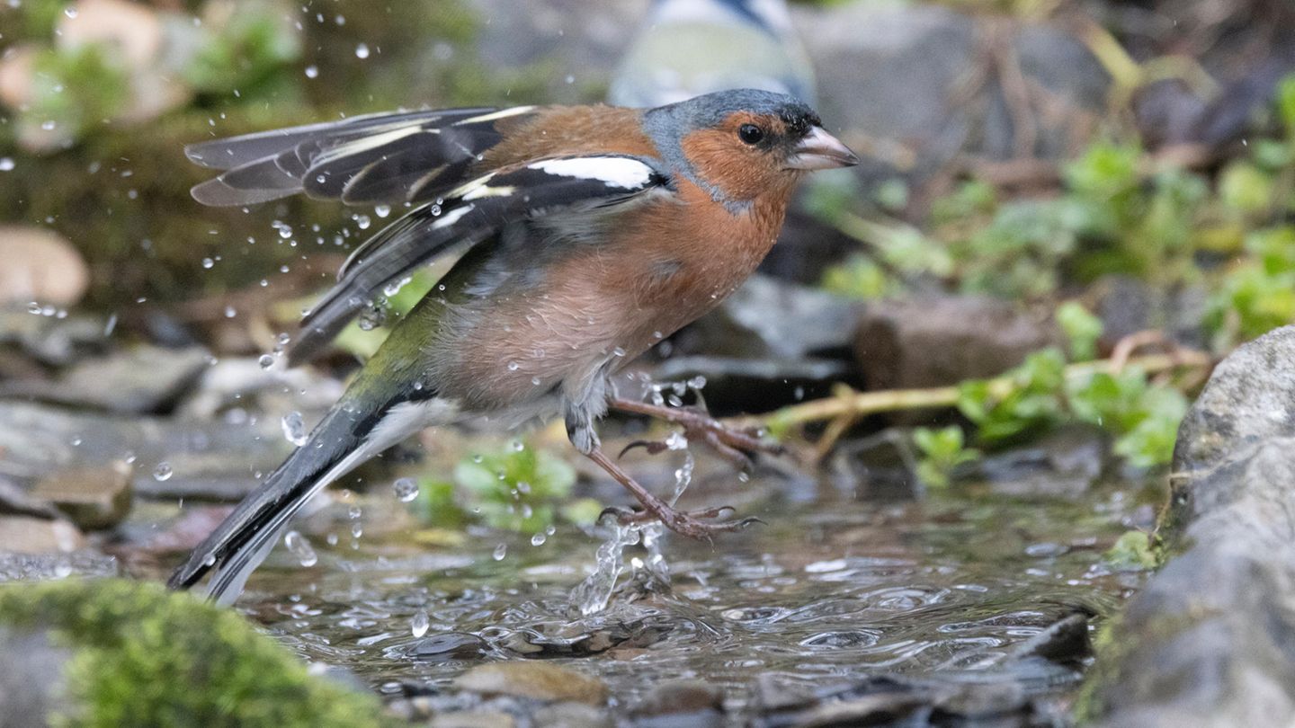 Buchfink im Wasser