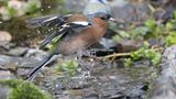 Buchfink im Wasser
