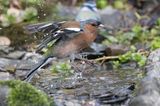 Buchfink im Wasser