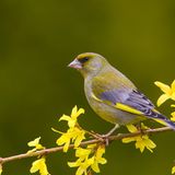 Grünfink  sitzt auf einem Ast mit gelben Blüten
