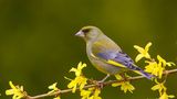 Grünfink  sitzt auf einem Ast mit gelben Blüten