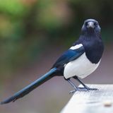 Elster auf einer Bank