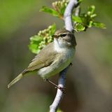 Zilpzalp auf einem Ast