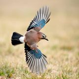 Eichelhäher im Flug