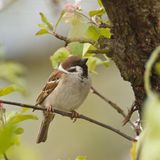 Feldsperling im Baum