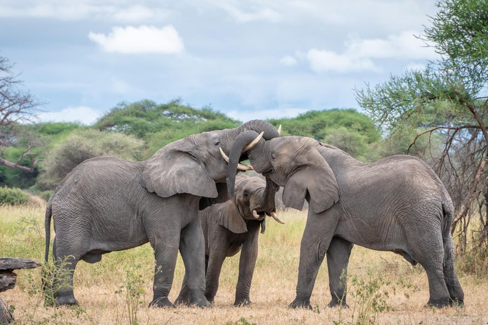Elefanten im Serengeti-Nationalpark, Tansania: Der Rüssel spielt nicht nur bei der Nahrungsaufnahme, sondern auch bei der Begrüßung von Artgenossen eine große Rolle
