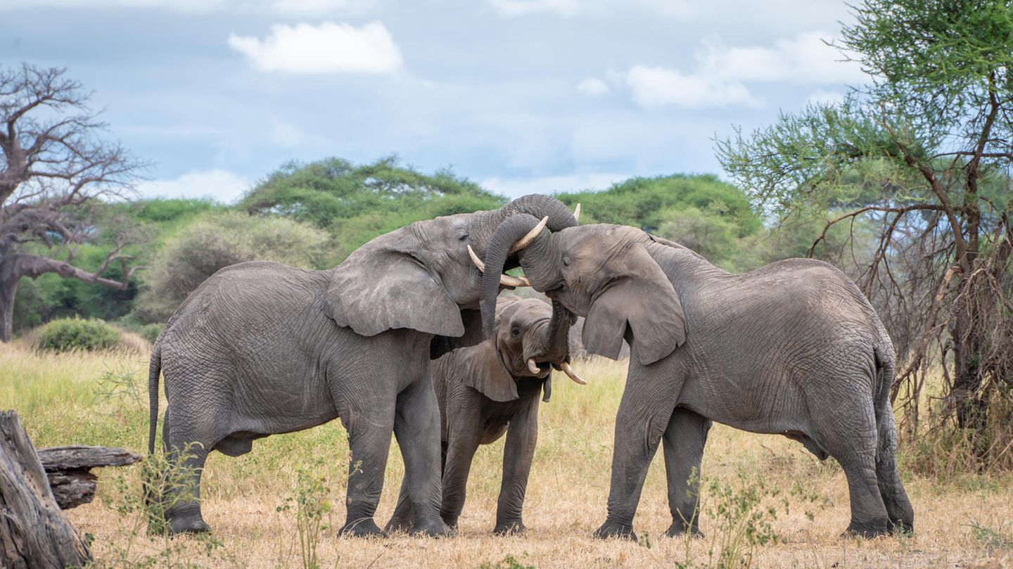 Elefanten im Serengeti-Nationalpark, Tansania: Der Rüssel spielt nicht nur bei der Nahrungsaufnahme, sondern auch bei der Begrüßung von Artgenossen eine große Rolle