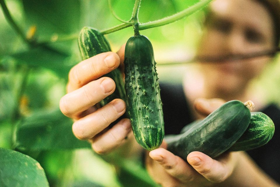 Gurken vorziehen: Eine Frau pflückt eine vorgezogene Gurke aus ihrem Garten