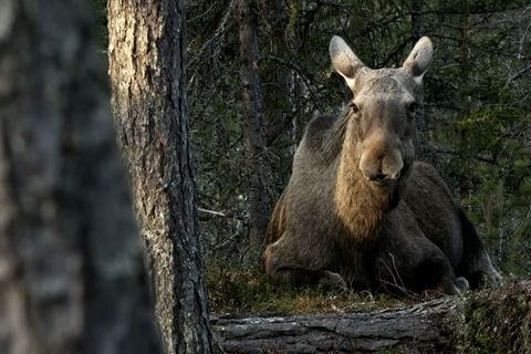 Tierportrait: Hochspringer, Profitaucher, Supernase: Das geheime Leben der Elche