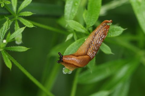 Eine Nacktschnecke auf einem Labkrautblatt