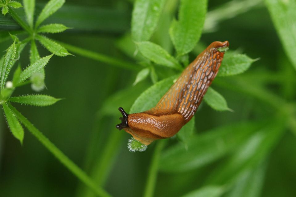 Caption: A Red Slug,  Arion rufus, climbing over a Cleavers or Goosegrass plant growing in the wild.