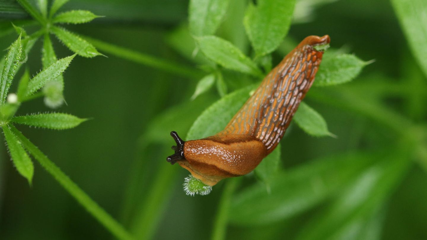 Eine Nacktschnecke auf einem Labkrautblatt