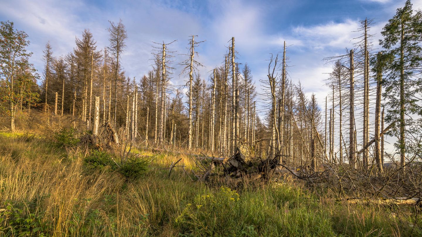 Durch Trockenheit und Borkenkäferbefall sind in den vergangenen Jahren Millionen Fichten abgestorben – etwa im Harz. Doch auch andere Baumarten leiden
