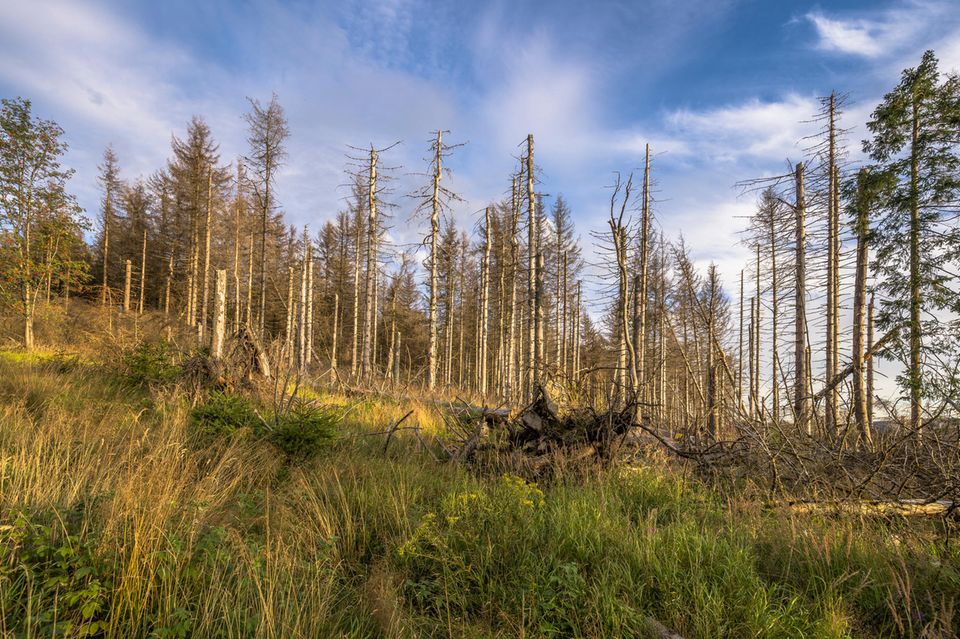 Durch Trockenheit und Borkenkäferbefall sind in den vergangenen Jahren Millionen Fichten abgestorben – etwa im Harz. Doch auch andere Baumarten leiden