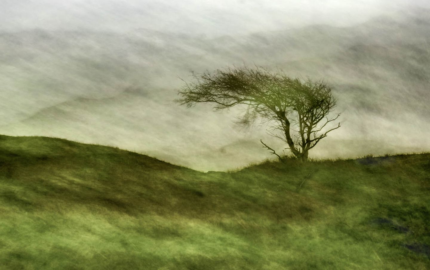 Baum in einer Düne