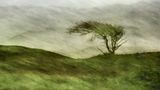Baum in einer Düne