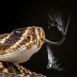 Klapperschlange mit hin- und herschlagender Zunge