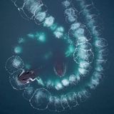 Buckelwale aus der Vogelperspektive