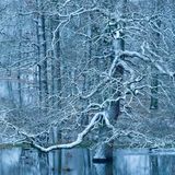 Winterwald mit Hochwasser