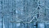 Winterwald mit Hochwasser
