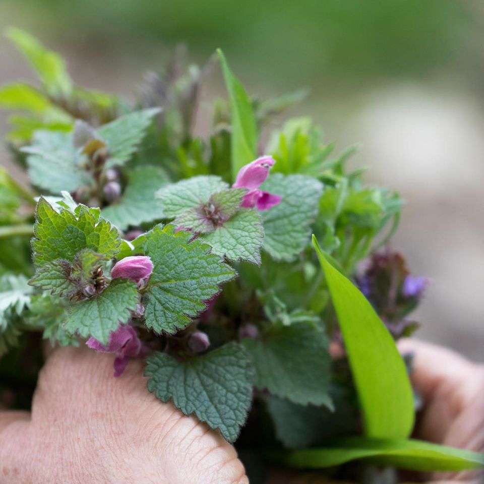 Wildkräuter in der Hand