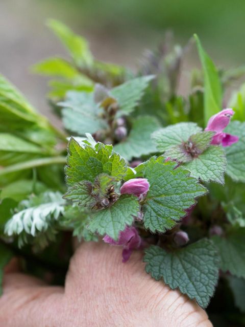Wildkräuter in der Hand
