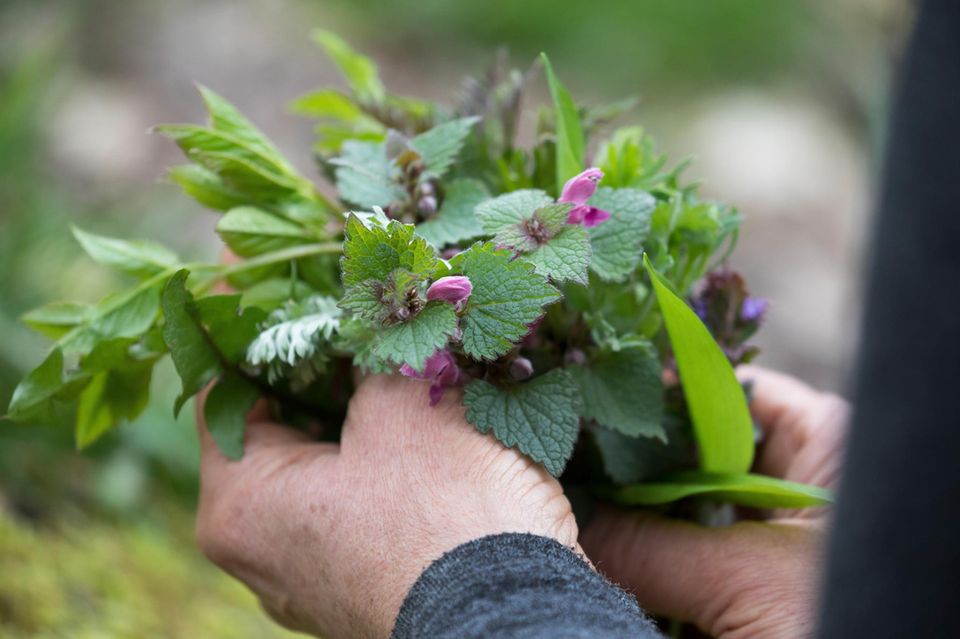 Wildkräuter in der Hand  1.5004