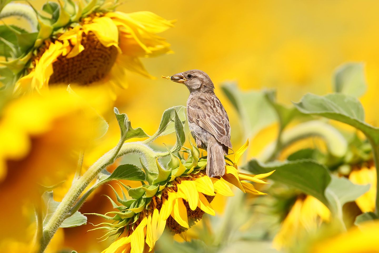 Sonnenblumen als Vogelnahrung