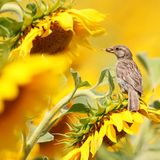 Sonnenblumen als Vogelnahrung