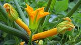 Zucchini im Garten