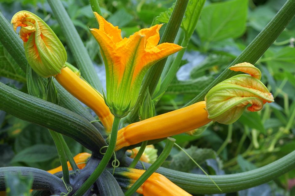 Zucchini im Garten