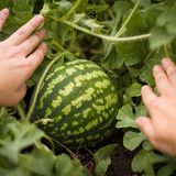 Wassermelone im Garten