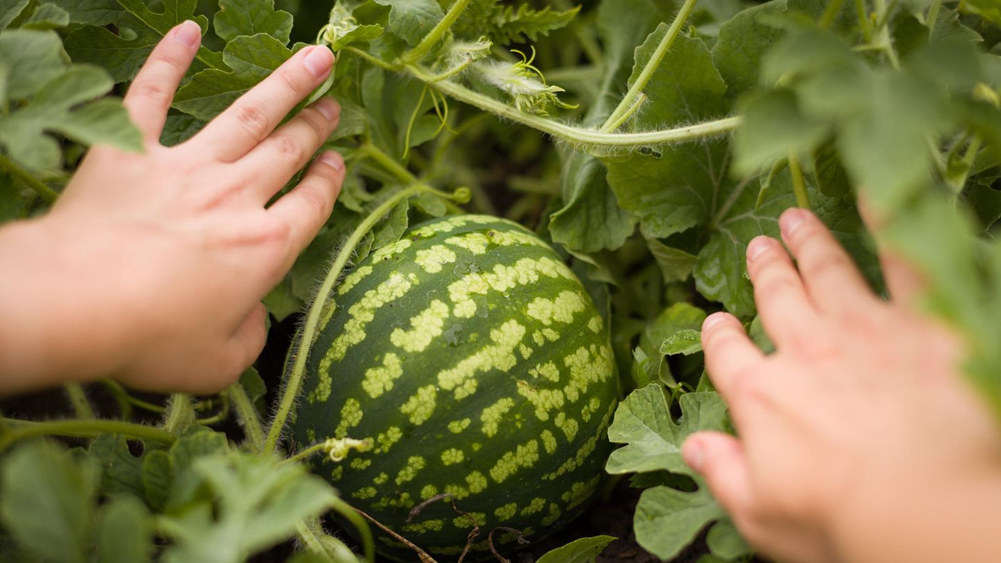 Wassermelone im Garten