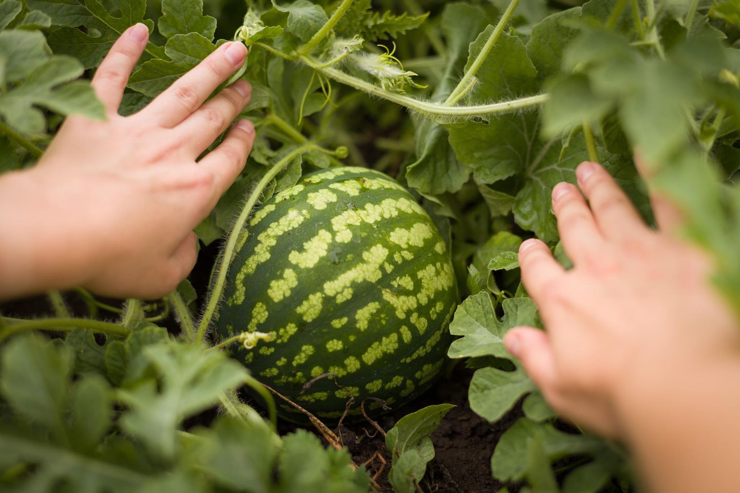 Wassermelone im Garten