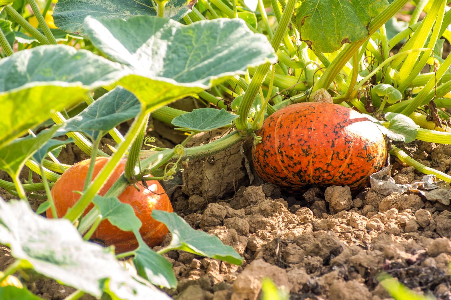 Kürbis im Garten
