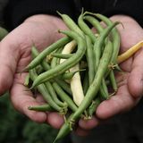 Bohnen aus dem Garten