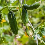 Gurken im Garten